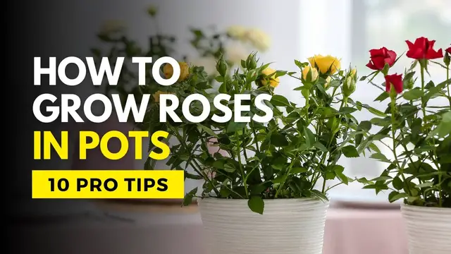 Video thumbnail for 🌹 10 Pro Tips for Blooming Roses in Pots!