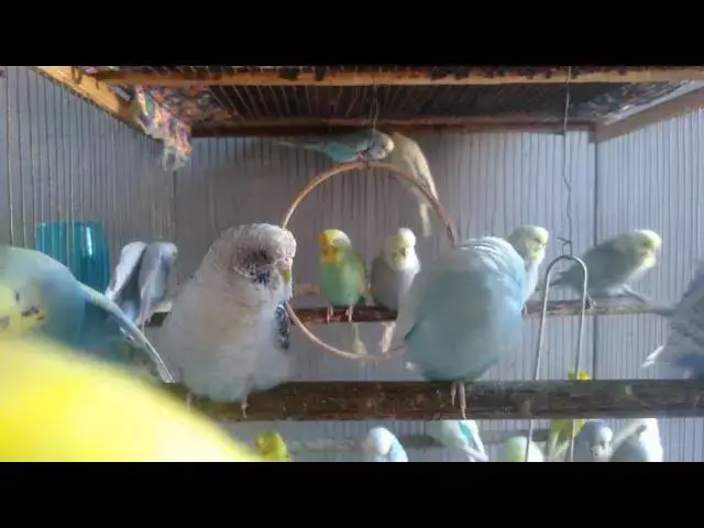 'Video thumbnail for Hobby Bird Watch Cute Budgies with Beautiful Mutations #birdwatching #budgielove'