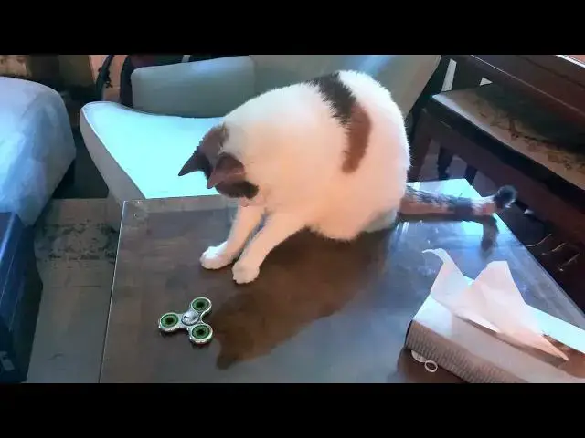 Video thumbnail for Foofoo and the Fidget Spinner II