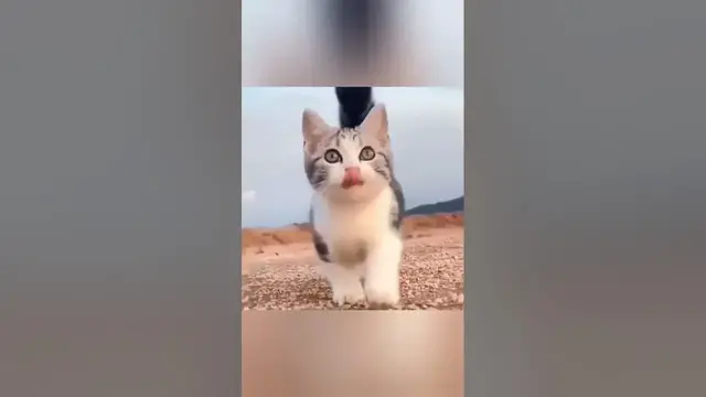 Video thumbnail for قط 🐈