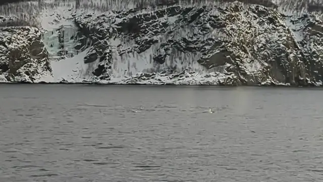 Video thumbnail for Whales Blowing (Part 1)