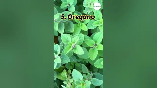 Video thumbnail for Companion Plants For Watermelon 🍉🍉 #farming #herbgarden #shorts