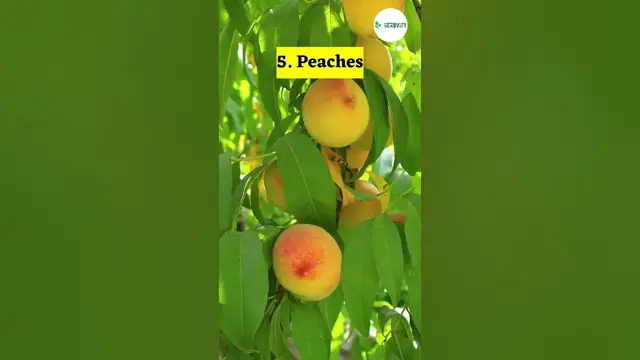 Video thumbnail for Bad Companion Plants for Echinacea  #farming #herbgarden #shorts