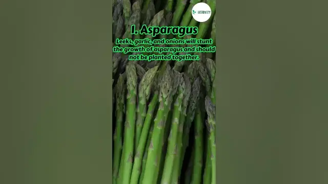 Video thumbnail for Bad Companion Plants for Leeks 💚💚 #farming #herbgarden #shorts