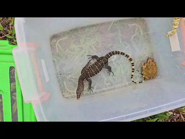 Video thumbnail for Fantastic I catch unique lizard🦎🦎,gecko,monitor lizard,draco lizard,snake,frog,turtle,flaying liza