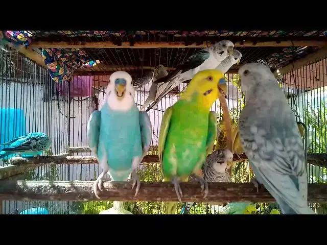'Video thumbnail for 🐥 Signs Your Budgie Is Truly Happy 😍💚'