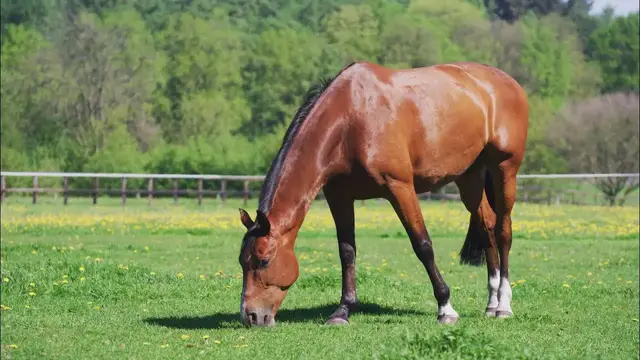 Video thumbnail for حصان 🐎 للمونتاج بدون حقوق نشر