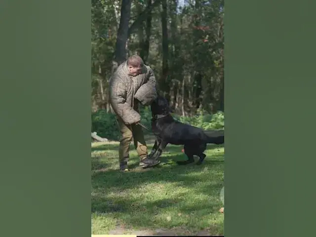 'Video thumbnail for The World of Paws German Shepherds'