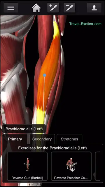 'Video thumbnail for Bodybuilding - Forearms Workouts'