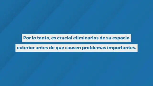 Video thumbnail for Elimina las ratas de tu jardín: ¿cómo deshacerte de ellas de forma natural?