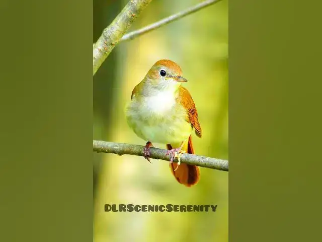 'Video thumbnail for Common nightingale'
