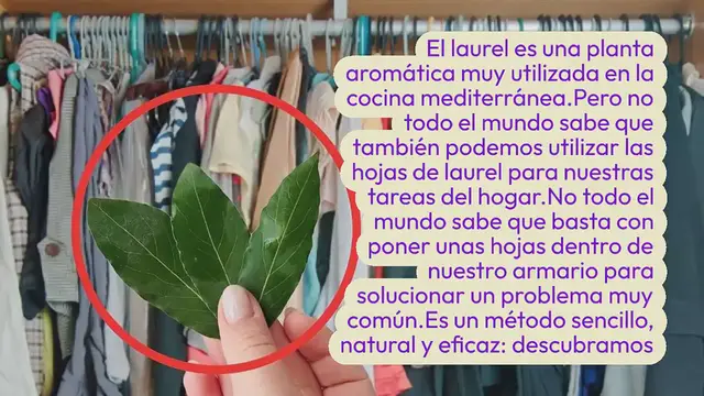 'Video thumbnail for Hojas de laurel en tu armario, adiós a estos problemas para siempre'