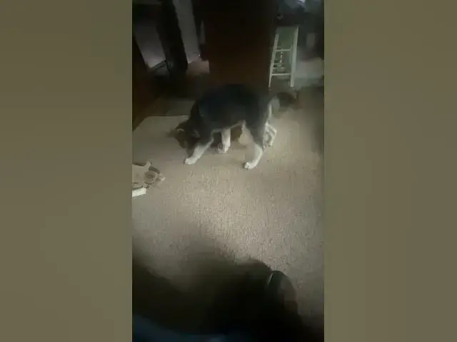 'Video thumbnail for Puppy Showdown! #husky #daschound #puppy'