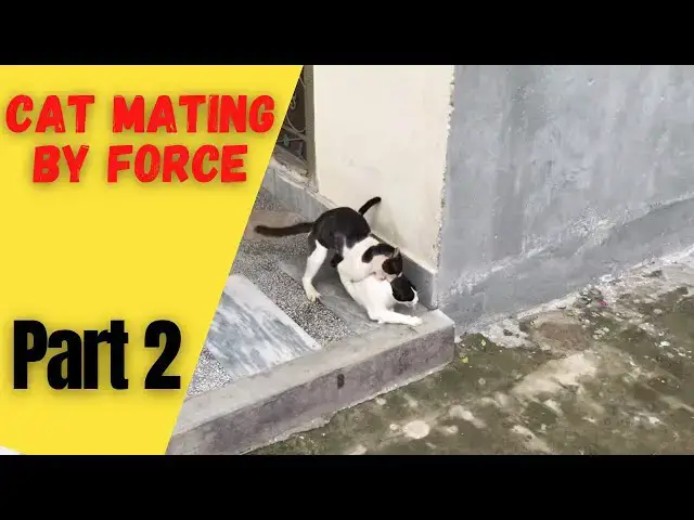 'Video thumbnail for Cat wants to mate by force with two cats part 2'