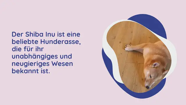 Video thumbnail for Wie lange schlafen Shiba Inus?