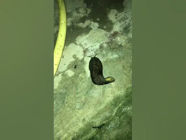 'Video thumbnail for Snail or slug? Did you know?'