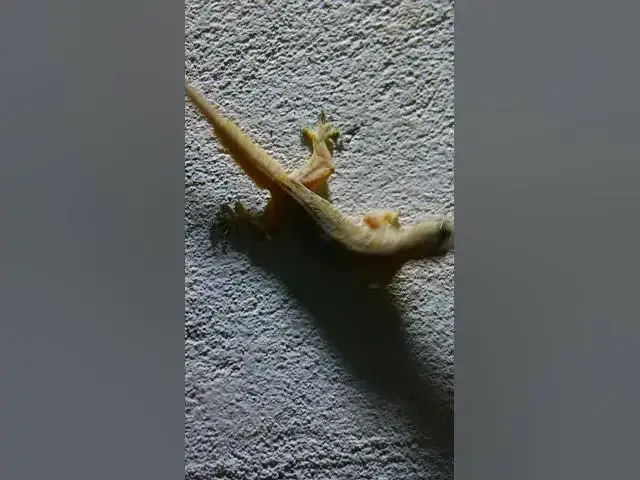 Video thumbnail for Gecko​ lizard wait eat food 🦎#gecko #geckos #reptiles #lizard #exoticpet #Tuko  #nature #birds
