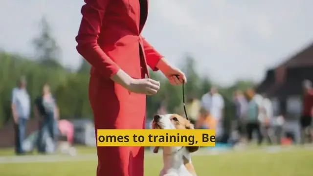 'Video thumbnail for How Hard Is It To Train A Beagle?'