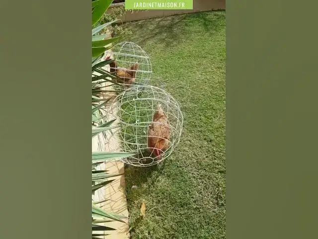 Video thumbnail for Protéger ses cultures des poules