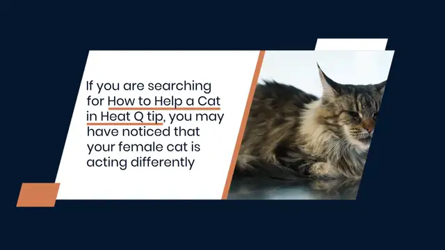Video thumbnail for How to Help a Cat in Heat Q tip
