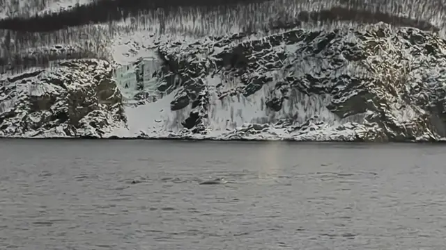 Video thumbnail for Whales Blowing (Part 2)