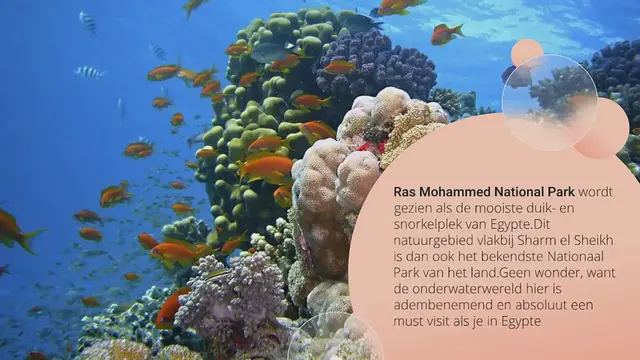 Video thumbnail for RAS MOHAMMED: DE MOOISTE SNORKEL- EN DUIKPLEK VAN EGYPTE