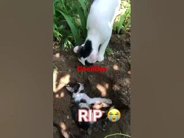 'Video thumbnail for Cat last goodbye to her dead kitten 😿😭'