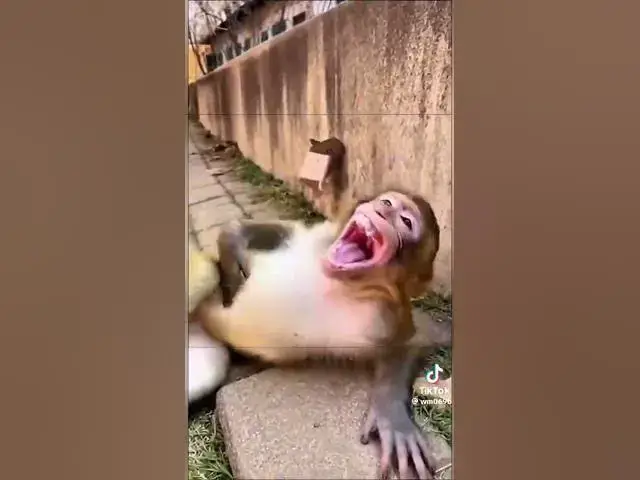 Video thumbnail for to funny