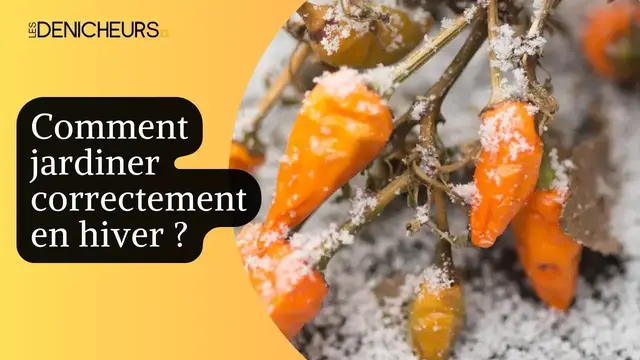 Video thumbnail for ​🌨️​Jardin en hiver : attention à ces erreurs qui peuvent vous couter chers 🌿​❄️