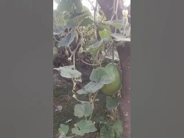Video thumbnail for #Cute bottle gourd garden #shorts video