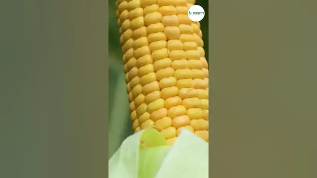 Video thumbnail for Companion Plants For Pumpkin 🎃🎃 #farming #herbgarden #shorts