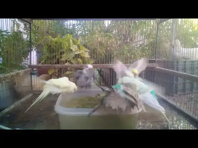 'Video thumbnail for 🐤 Daily Routine That Makes Budgies Smile ☀️💛'