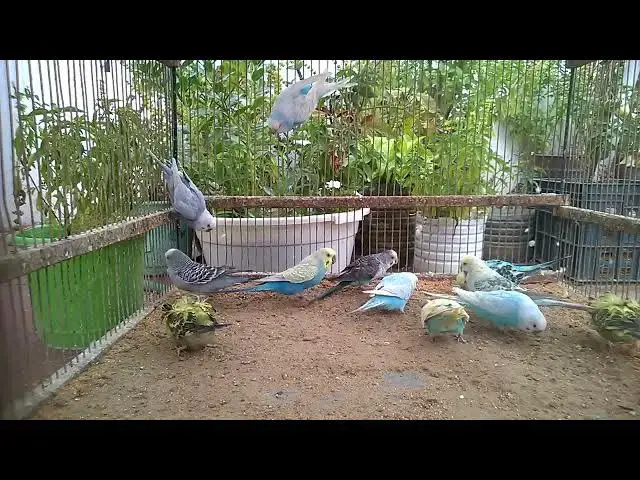 Video thumbnail for Color Mutations You've Never Seen Before 💎