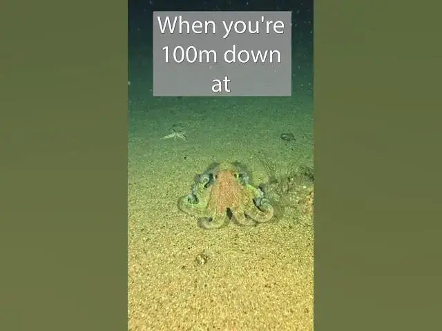 'Video thumbnail for Super Bright Video Lights for Deep Wreck Diving - On A Budget'