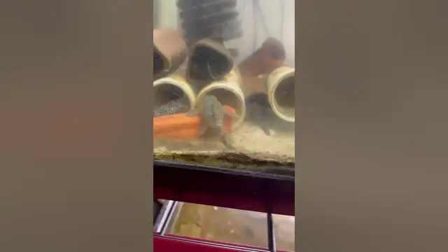 Video thumbnail for L333 king tiger plecos hanging out. #lazy #Pleco #plecofish #fish