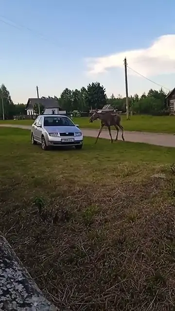 Video thumbnail for Zquiet Anti-Snoring Mouthpiece Review and How To Use Zquiet  Does Zquiet Really Work Live Test!