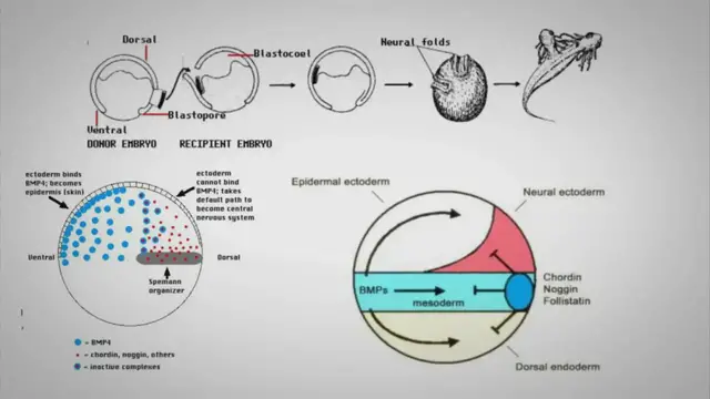 'Video thumbnail for Embryonic Induction And Organizers'