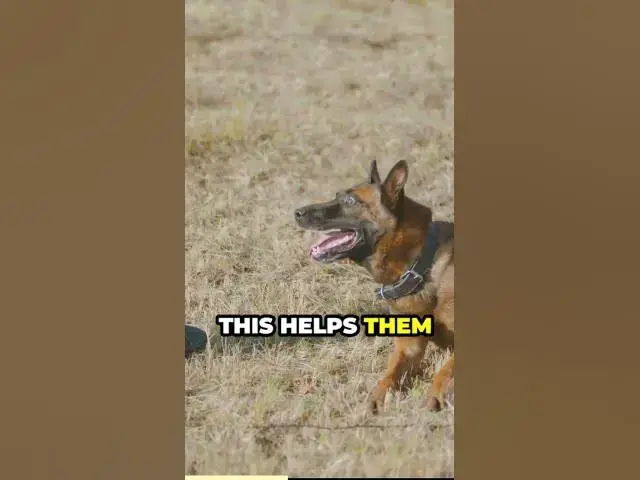 'Video thumbnail for The World of Paws German Shepherds'