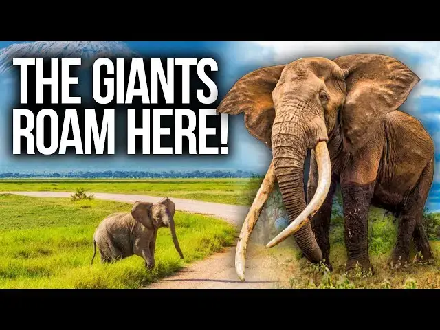 'Video thumbnail for Amboseli - Giants Roam Here'