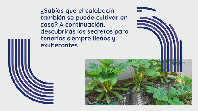 Video thumbnail for Calabacín, aquí le mostramos cómo cultivarlos en casa para obtener una cosecha completa y exuberante