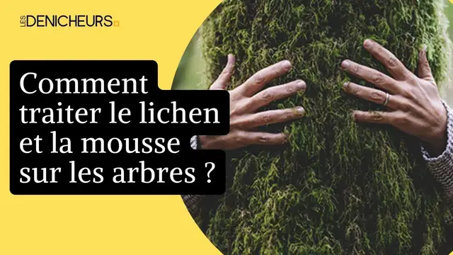 Video thumbnail for 🌳 Lichen et mousse sur les arbres fruitiers : traitement et solutions