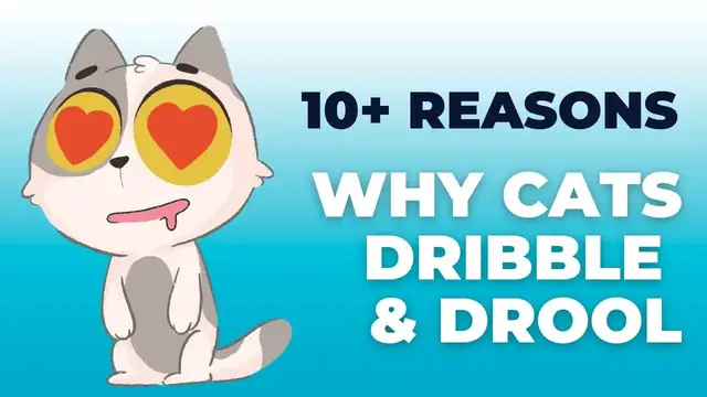 'Video thumbnail for 10+ Valid Reasons Why Cats Dribble And Drool'