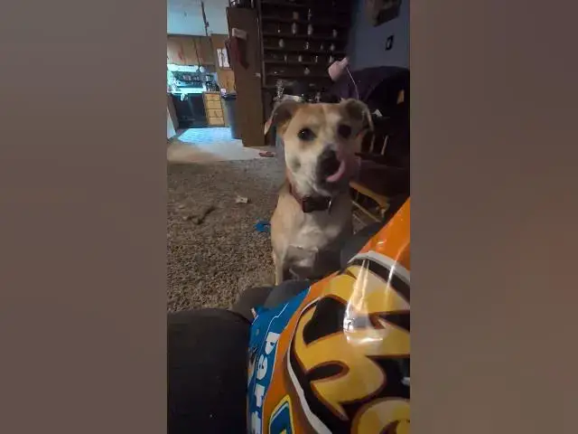 Video thumbnail for got to love them