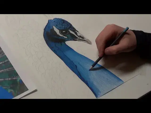 Video thumbnail for Peacock Speed Drawing: Drawing A Realistic Peacock In Coloured Pencil