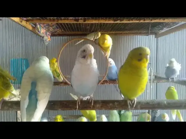 'Video thumbnail for Rainbow Budgie Highlights – Cute Colors & Fun Mutations #rainbow #funnybirds'