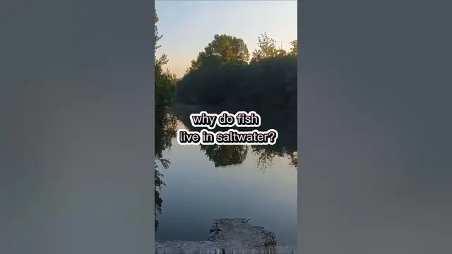 Video thumbnail for Fishing Joke 33 #jokes #fishingjokes #humor