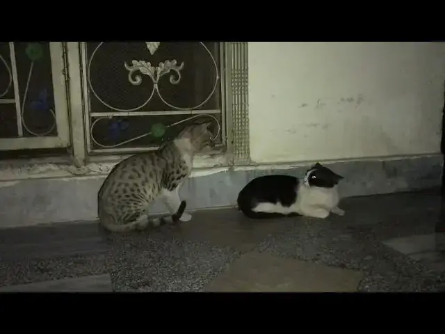 'Video thumbnail for Cat trying to mate with cat by force | Cat matting'