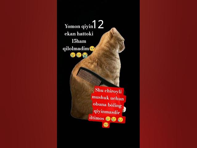 Video thumbnail for #cat #сваты6 #funny #midzy #cute