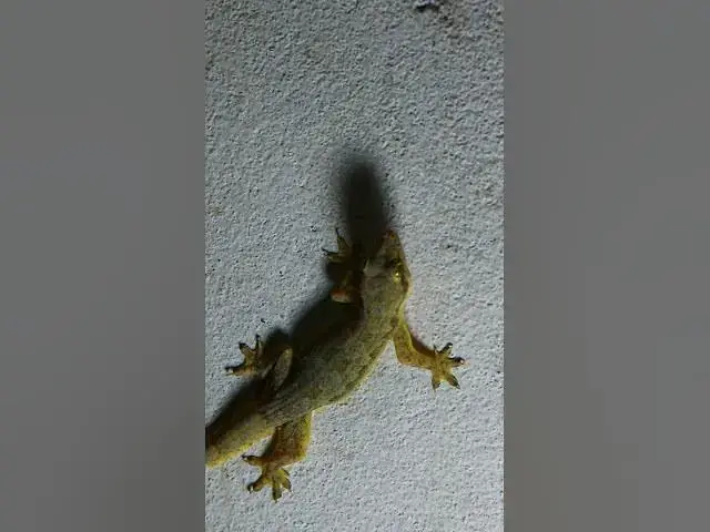 Video thumbnail for Tuko lizard or gecko lizard catch insect eat 🦎#gecko #geckos #reptiles #lizard #exoticpet #Tuko