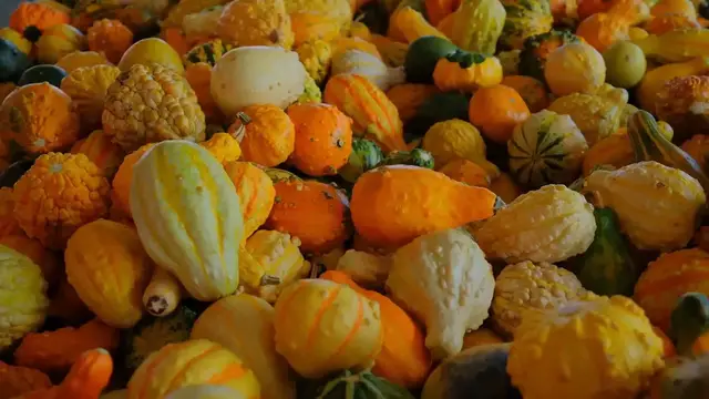 Video thumbnail for THE Pumpkin Patch Challenge: How to Win Big and Boost Your Earnings This Fall!